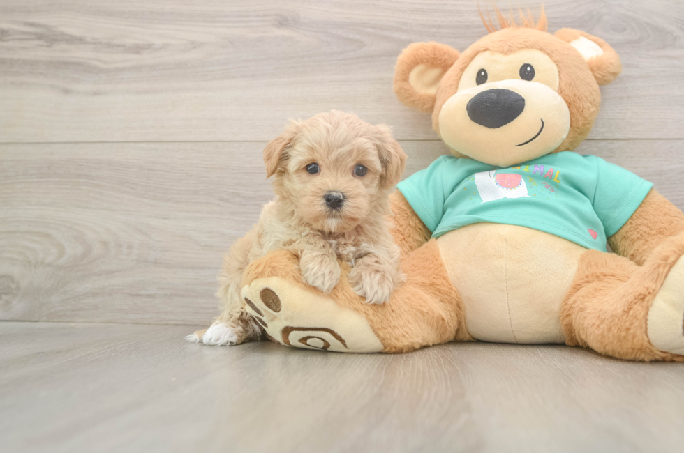 6 week old Maltipoo Puppy For Sale - Puppy Love PR