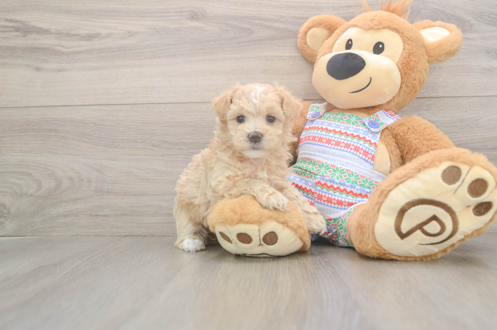 5 week old Maltipoo Puppy For Sale - Puppy Love PR