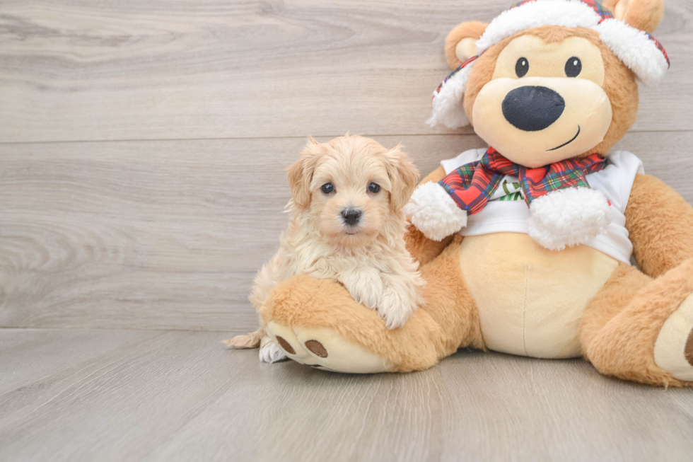 Maltipoo Pup Being Cute