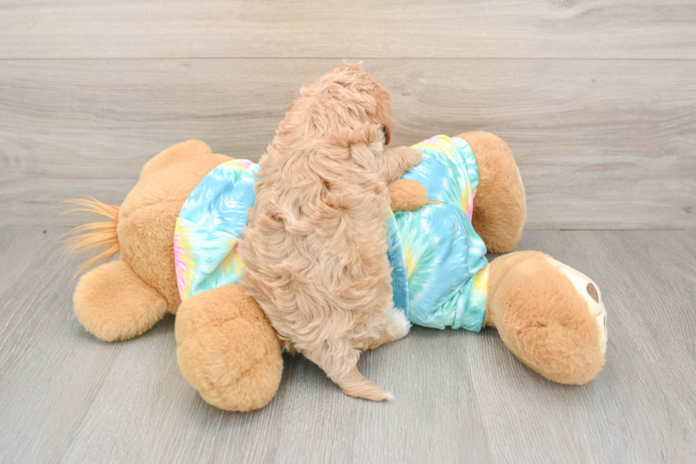 Popular Maltipoo Poodle Mix Pup