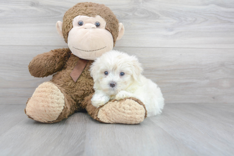 Maltipoo Pup Being Cute