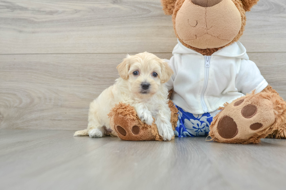 Popular Maltipoo Poodle Mix Pup