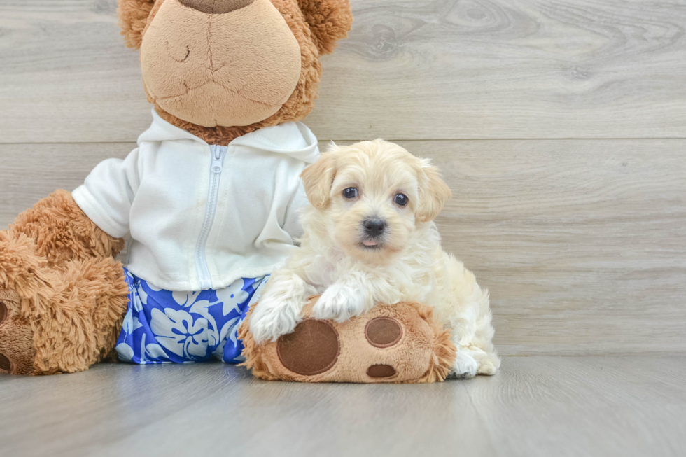 Maltipoo Pup Being Cute