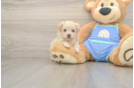 Hypoallergenic Maltese Poodle Poodle Mix Puppy