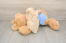 Best Maltipoo Baby