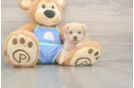 Sweet Maltipoo Baby