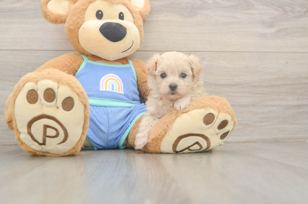 5 week old Maltipoo Puppy For Sale - Puppy Love PR