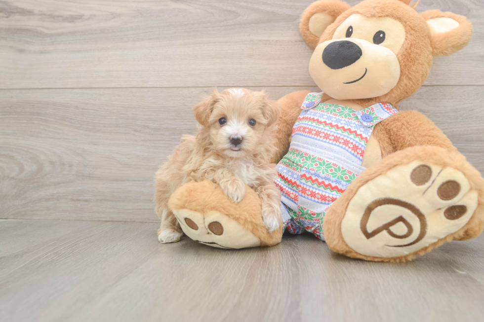 Best Maltipoo Baby