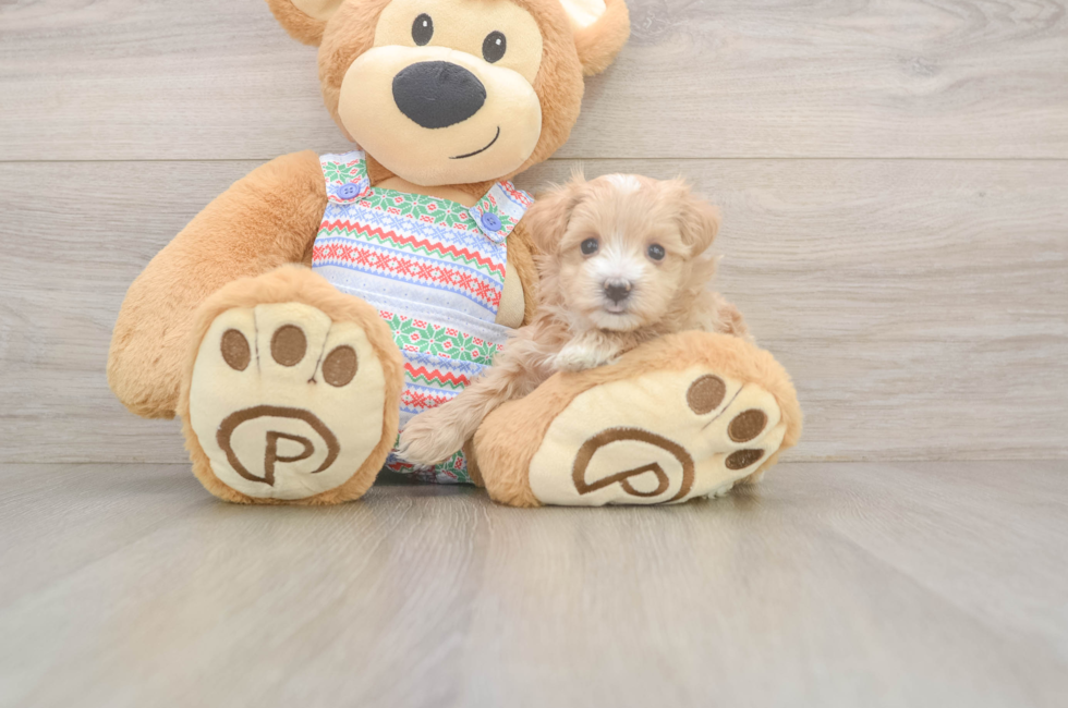 5 week old Maltipoo Puppy For Sale - Puppy Love PR