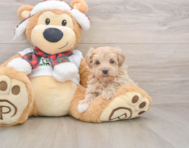 8 week old Maltipoo Puppy For Sale - Puppy Love PR