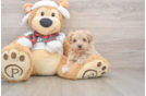Best Maltipoo Baby