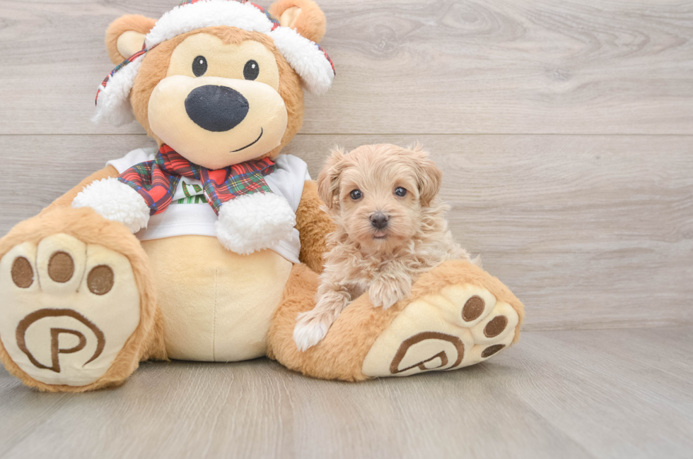 5 week old Maltipoo Puppy For Sale - Puppy Love PR