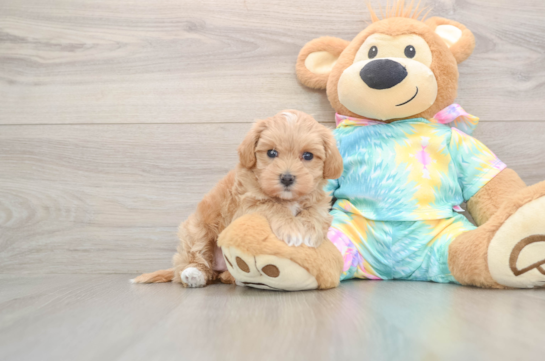 Playful Maltepoo Poodle Mix Puppy