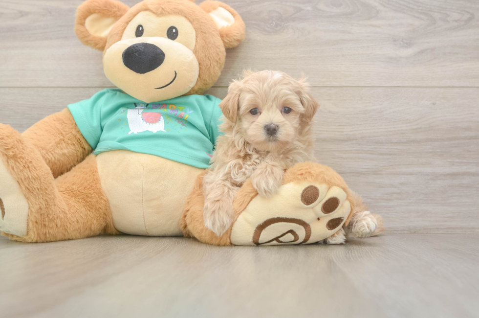 6 week old Maltipoo Puppy For Sale - Puppy Love PR