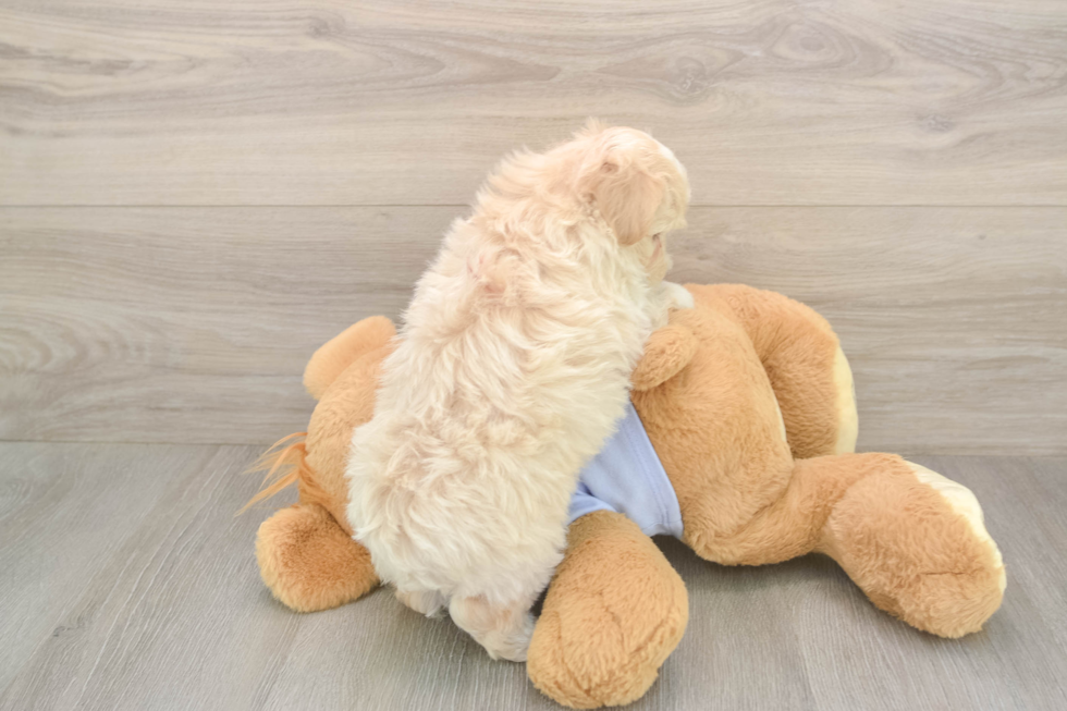 Friendly Maltipoo Baby