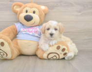 10 week old Maltipoo Puppy For Sale - Puppy Love PR