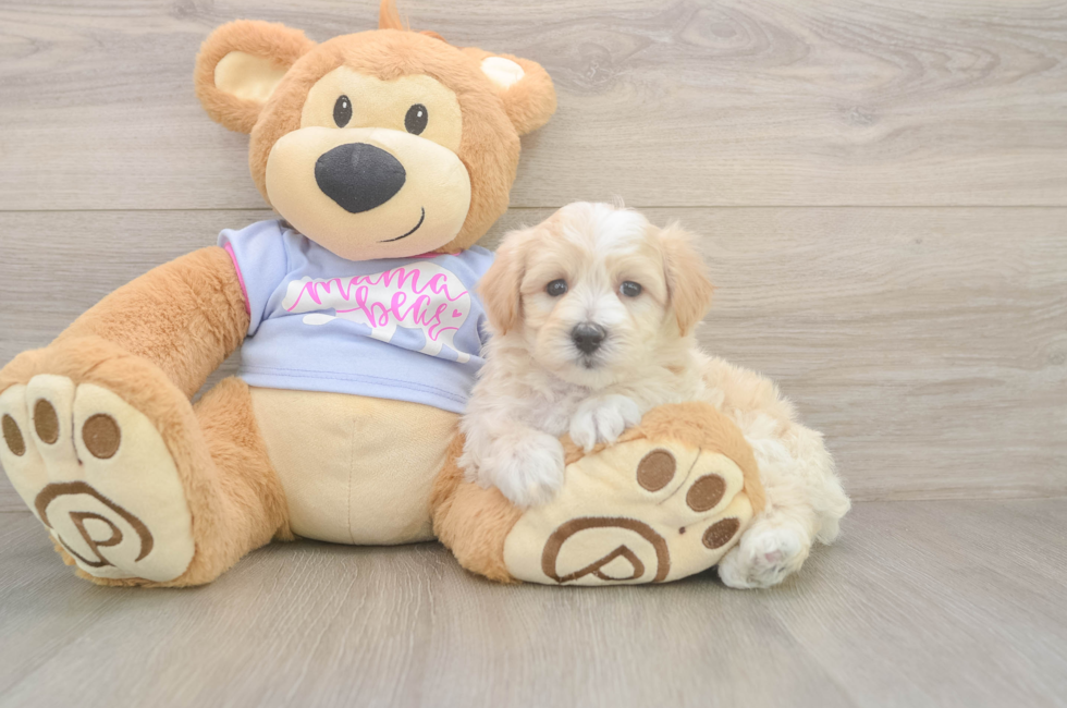 6 week old Maltipoo Puppy For Sale - Puppy Love PR