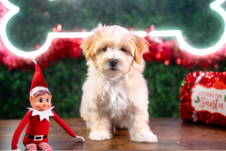 Cute Maltipoo Poodle Mix Pup