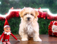 10 week old Maltipoo Puppy For Sale - Puppy Love PR