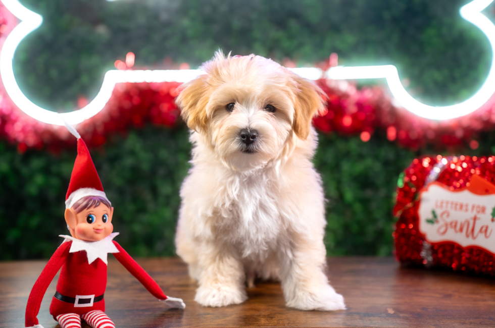 10 week old Maltipoo Puppy For Sale - Puppy Love PR