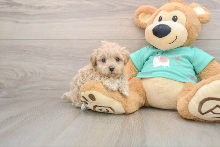 Cute Maltipoo Baby
