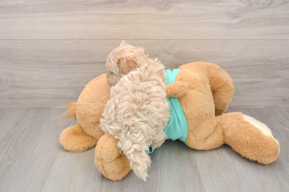 Maltipoo Puppy for Adoption