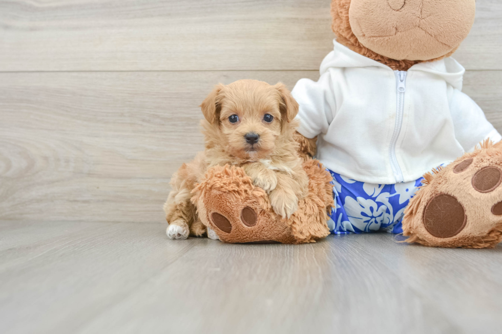 Best Maltipoo Baby