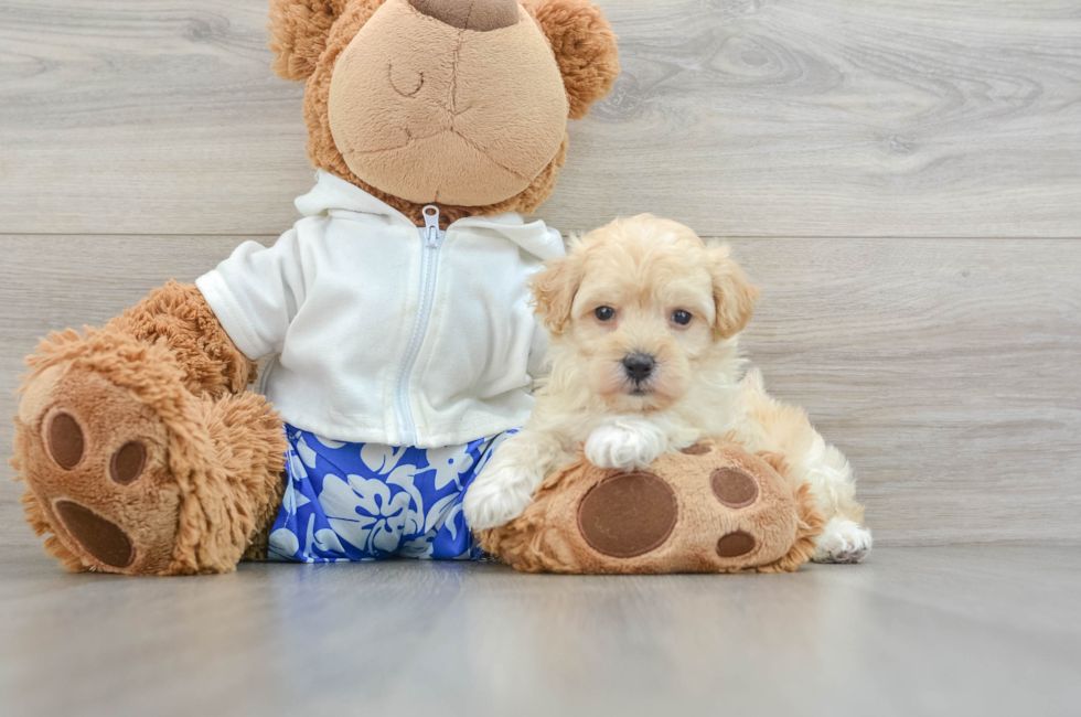 7 week old Maltipoo Puppy For Sale - Puppy Love PR