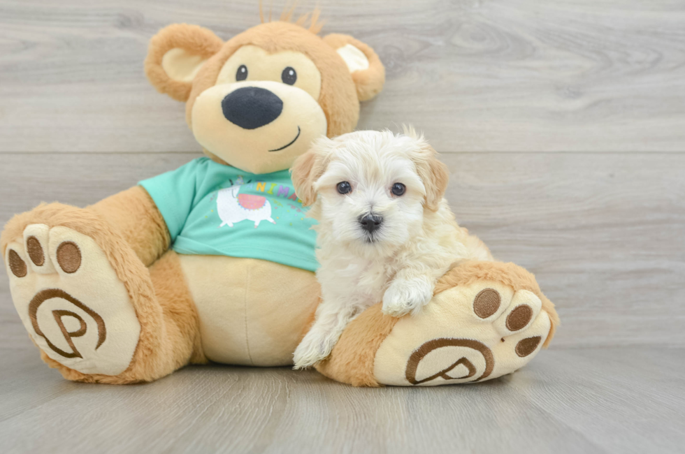 5 week old Maltipoo Puppy For Sale - Puppy Love PR
