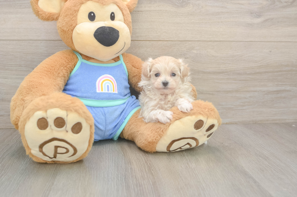 5 week old Maltipoo Puppy For Sale - Puppy Love PR