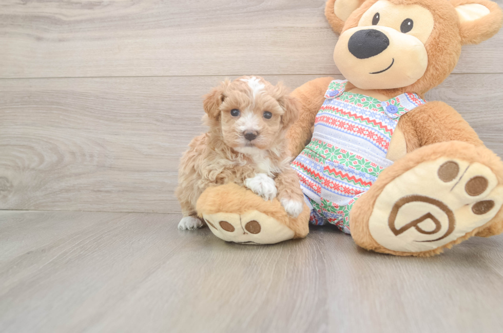 5 week old Maltipoo Puppy For Sale - Puppy Love PR