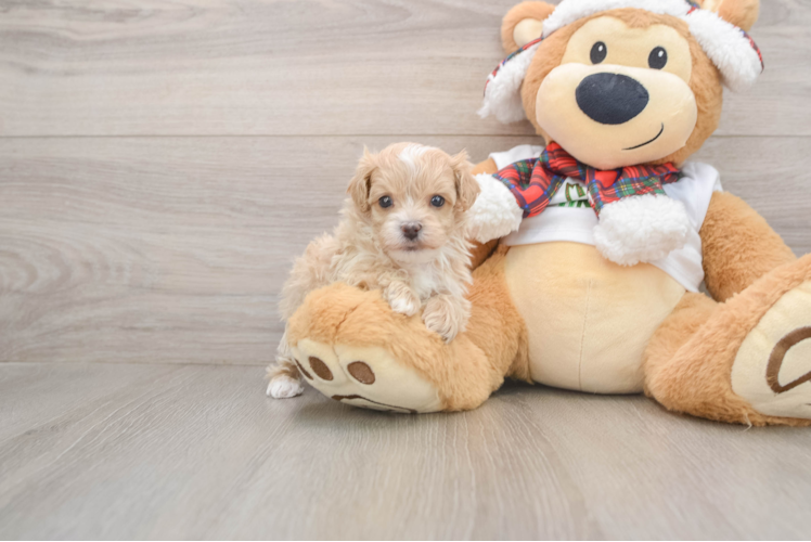 Maltipoo Pup Being Cute