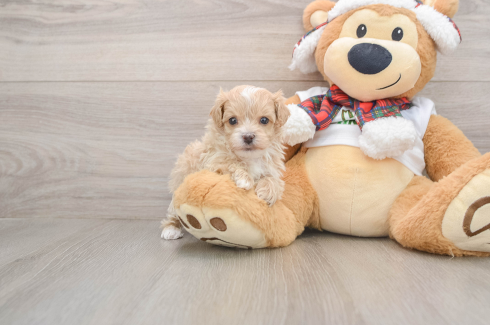 5 week old Maltipoo Puppy For Sale - Puppy Love PR