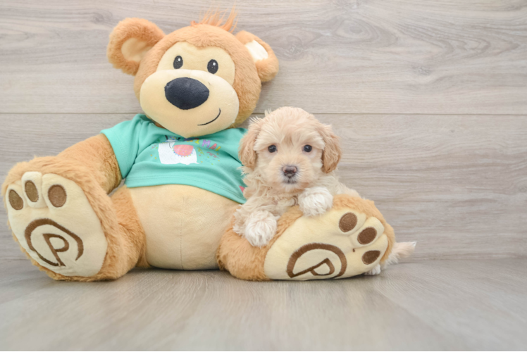 Maltipoo Puppy for Adoption