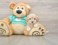 9 week old Maltipoo Puppy For Sale - Puppy Love PR