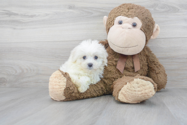 Cute Maltipoo Poodle Mix Pup