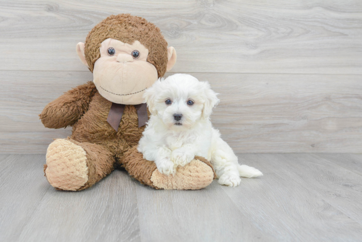 Cute Maltese Poodle Poodle Mix Puppy