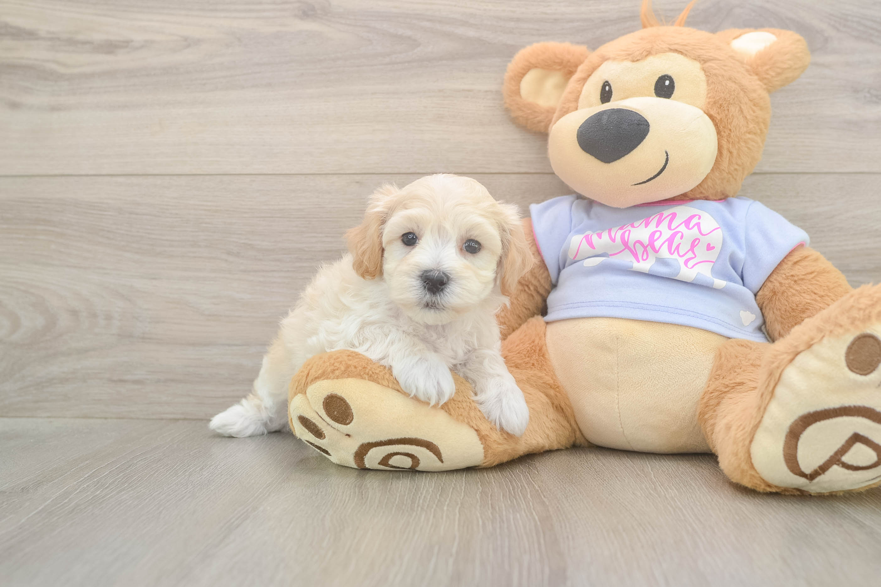 Maltipoo Puppy for Adoption
