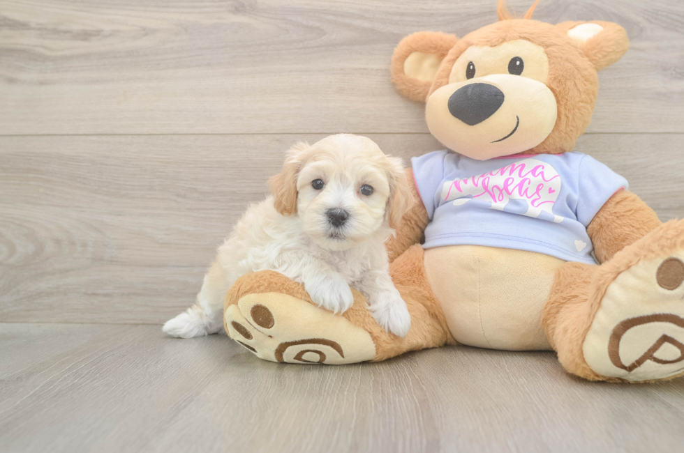 6 week old Maltipoo Puppy For Sale - Puppy Love PR