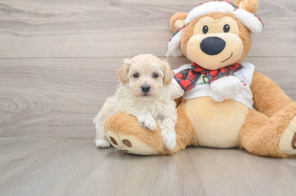 5 week old Maltipoo Puppy For Sale - Puppy Love PR