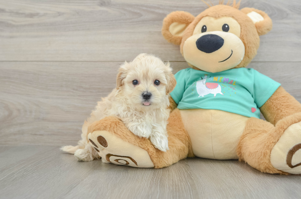 5 week old Maltipoo Puppy For Sale - Puppy Love PR