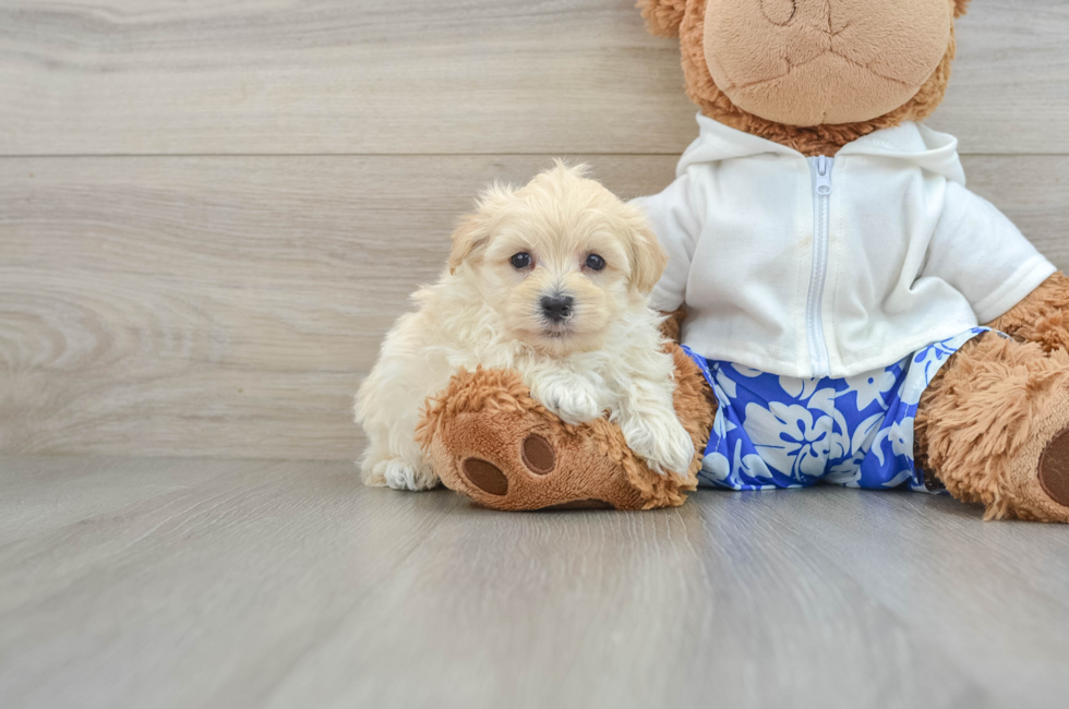 8 week old Maltipoo Puppy For Sale - Puppy Love PR