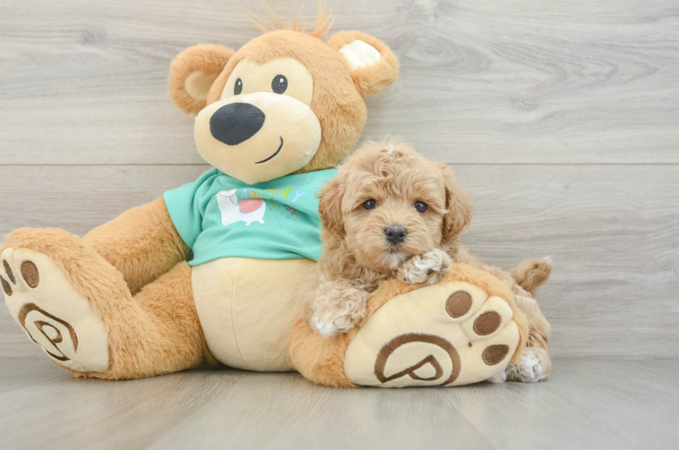 7 week old Maltipoo Puppy For Sale - Puppy Love PR