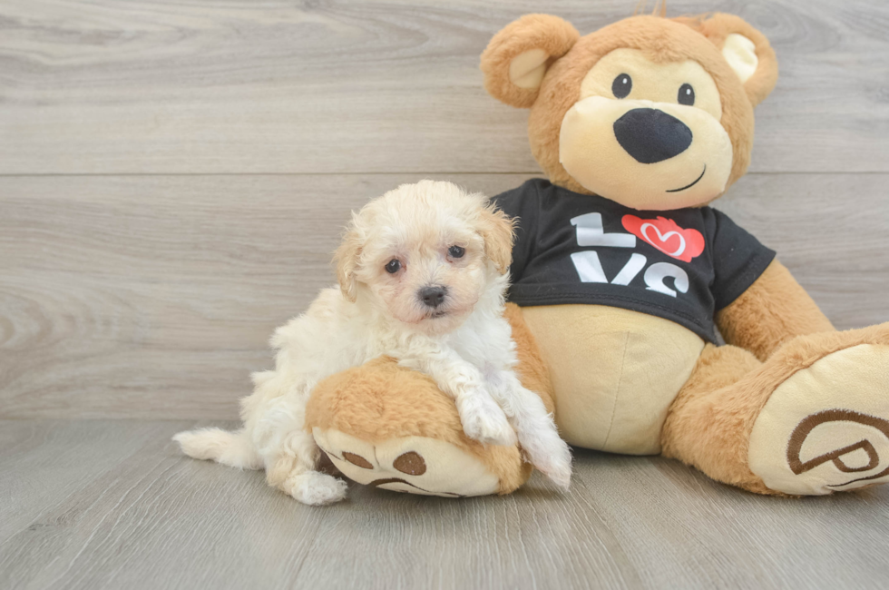 6 week old Maltipoo Puppy For Sale - Puppy Love PR