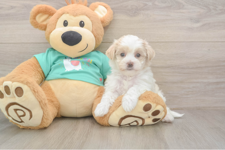 Playful Malt a Poo Poodle Mix Puppy