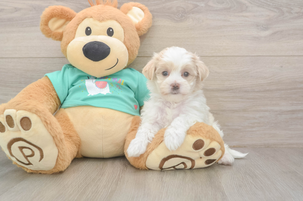 6 week old Maltipoo Puppy For Sale - Puppy Love PR