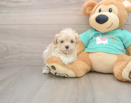 8 week old Maltipoo Puppy For Sale - Puppy Love PR