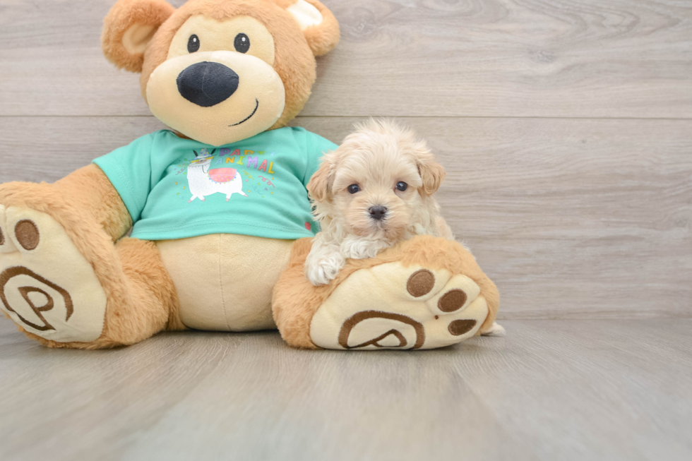 Energetic Malt a Poo Poodle Mix Puppy
