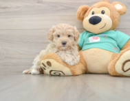 9 week old Maltipoo Puppy For Sale - Puppy Love PR