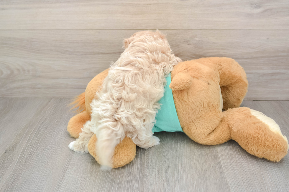 Funny Maltipoo Poodle Mix Pup